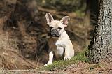 BOULEDOGUE FRANCAIS 548